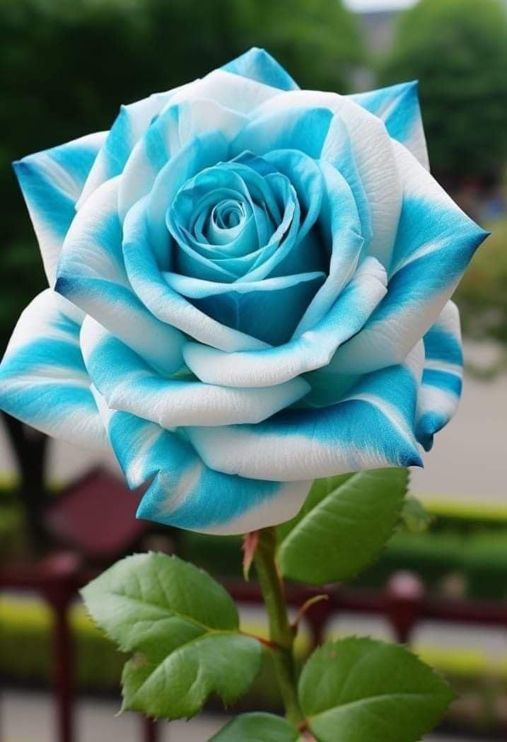 Rose rosa spp. blume samen for anpflanzung