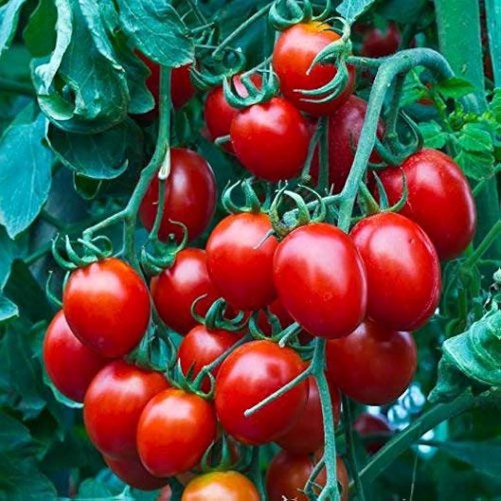 Cherry tomatoes solanum lycopersicum für aussaat in gemüse patch