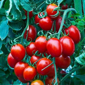 Cherry tomatoes solanum lycopersicum für aussaat in gemüse patch