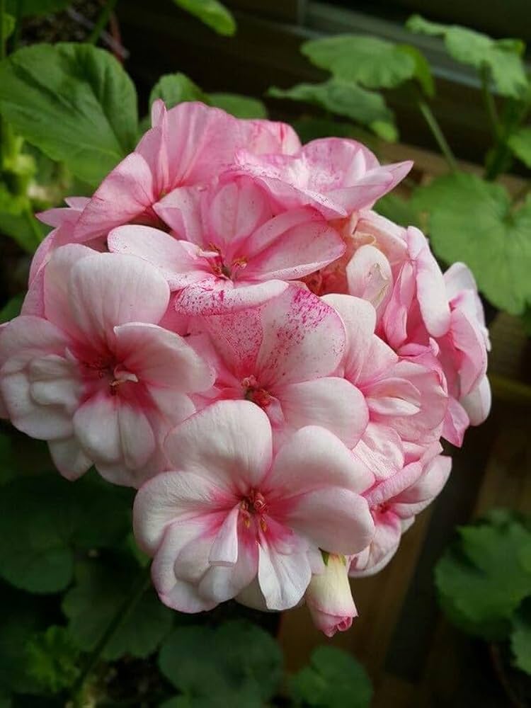 Rosa Geranie mehrjährig Blumensamen zur Aussaat Wildblume Mischung Traditionssorte & ohne Gentechnik Samen Hausgarten