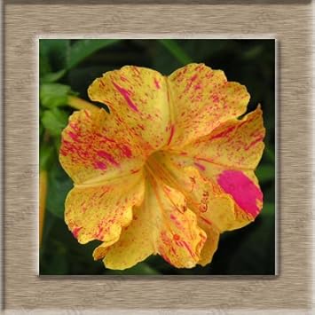 Orange rosa mirabilis blume samen for anpflanzung - vibrant colors, heirloom & gmo free samen for home garten
 
 sale for anpflanzung in home garten.