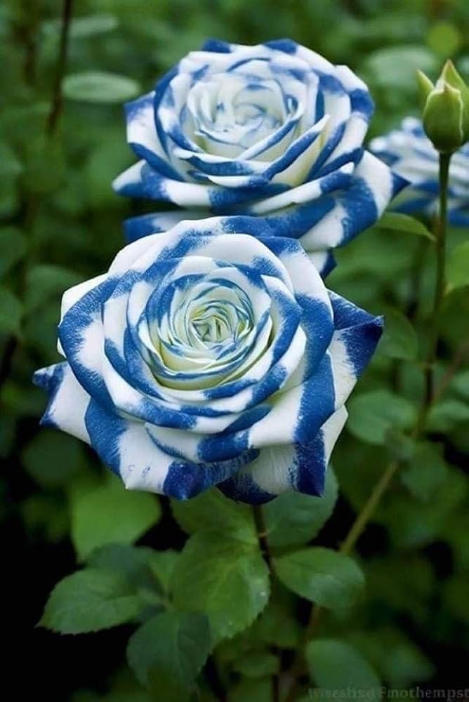 Rose Rosa Blumensamen zur Aussaat