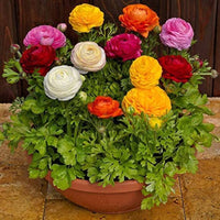 Persian Buttercup Blumensamen zur Aussaat – Drought verträglich – Traditionssorte & ohne Gentechnik Samen Hausgarten