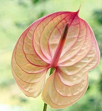 Cream rosa anthurium blume samen for anpflanzung - premium quality, heirloom & gmo free samen for home garten
 
 sale samen for anpflanzung in home garten