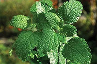 Mint mentha spp. für aussaat in kraut garten