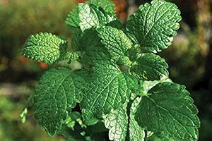 Mint mentha spp. für aussaat in kraut garten