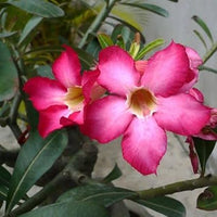 Adenium obesum blume samen for anpflanzung - colorful display, heirloom & gmo free samen for home garten
 
 sale for anpflanzung in home garten