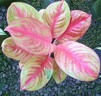 Mix rosa aglaonema blume samen for anpflanzung - long bloom season, heirloom & gmo free samen for home garten
 
 sale samen for home garten
