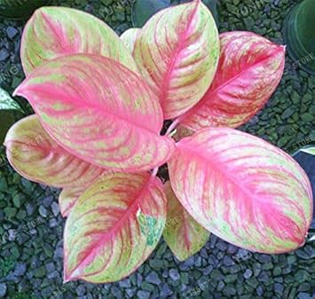 Mix rosa aglaonema blume samen for anpflanzung - long bloom season, heirloom & gmo free samen for home garten
 
 sale samen for home garten