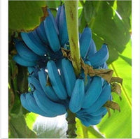 Himmelblaue Blaue Bananensamen für einfaches Anpflanzen