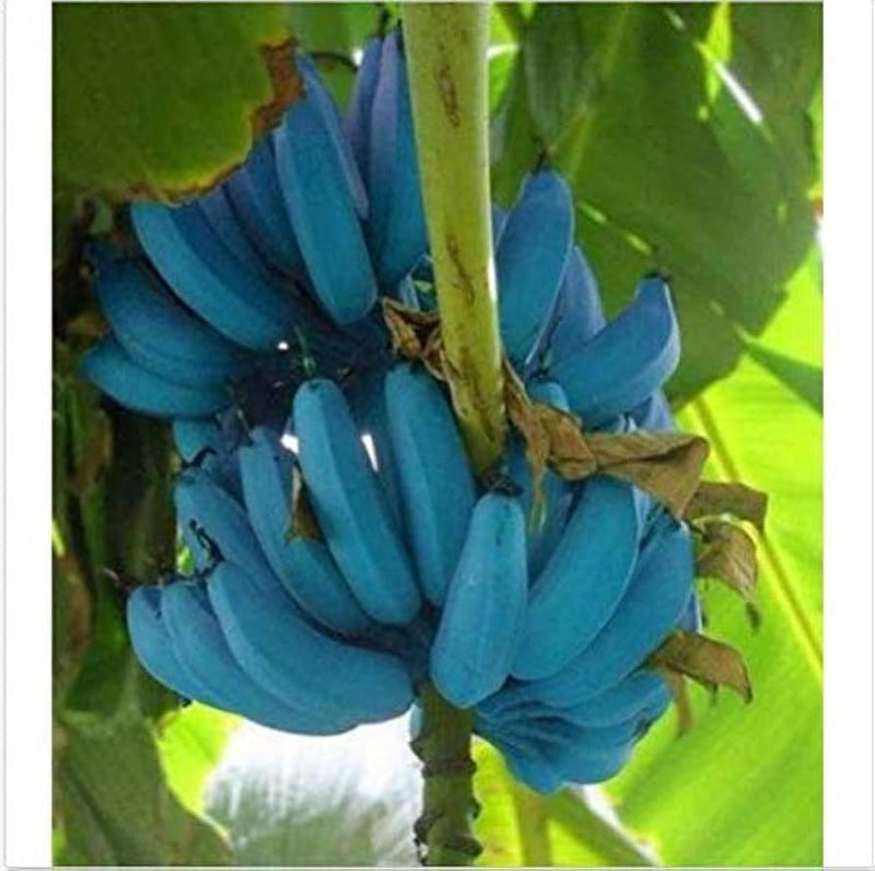Blaue Bananensamen für einfaches Anpflanzen