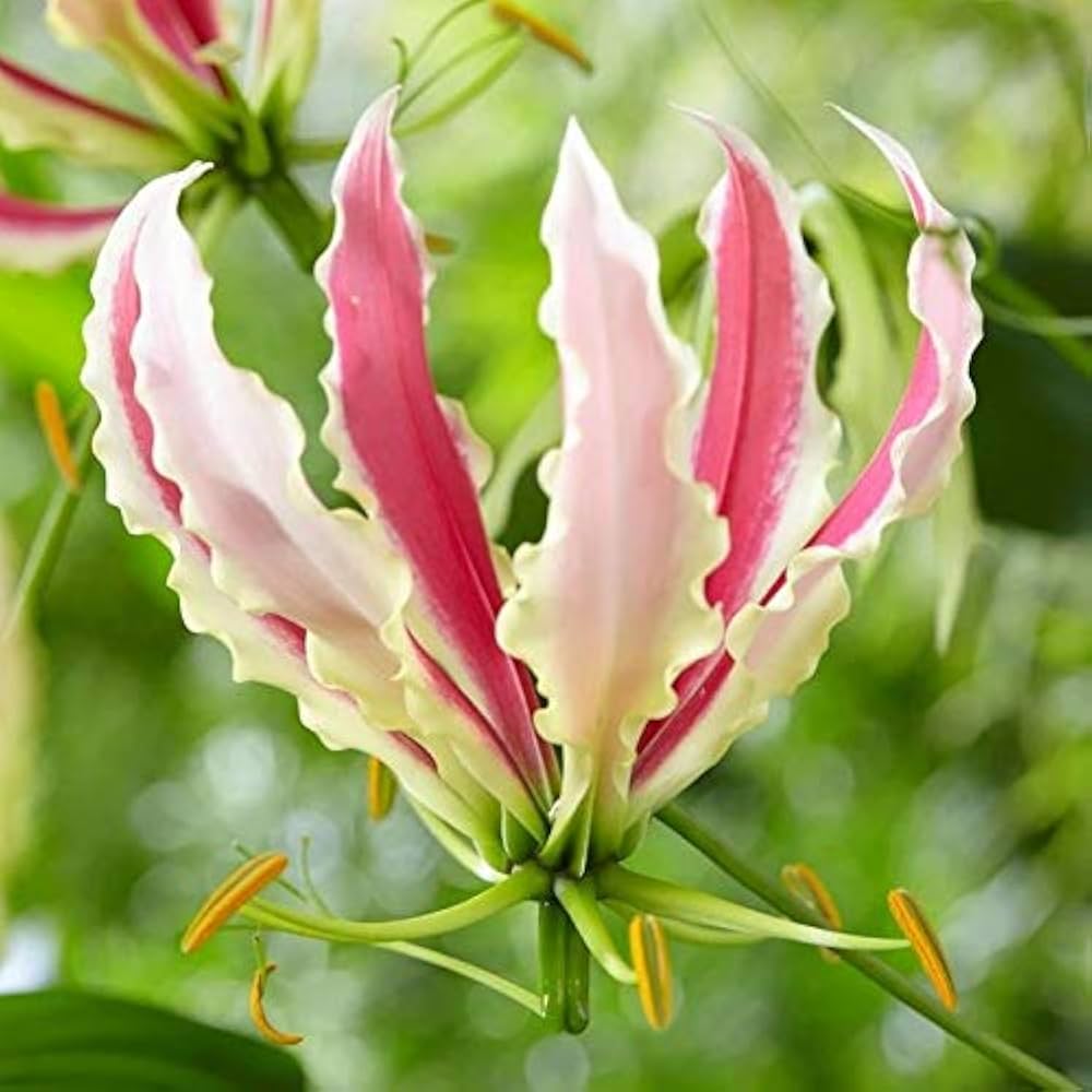Flamme Lilien Blumensamen zur Aussaat – kompakt Wuchs – Traditionssorte & ohne Gentechnik Samen Hausgarten