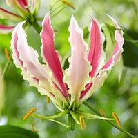 Flamme Lilien Blumensamen zur Aussaat – kompakt Wuchs – Traditionssorte & ohne Gentechnik Samen Hausgarten