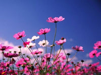 Cosmos Bipinnatus Blumensamen (Kosmos-Blumensamen)