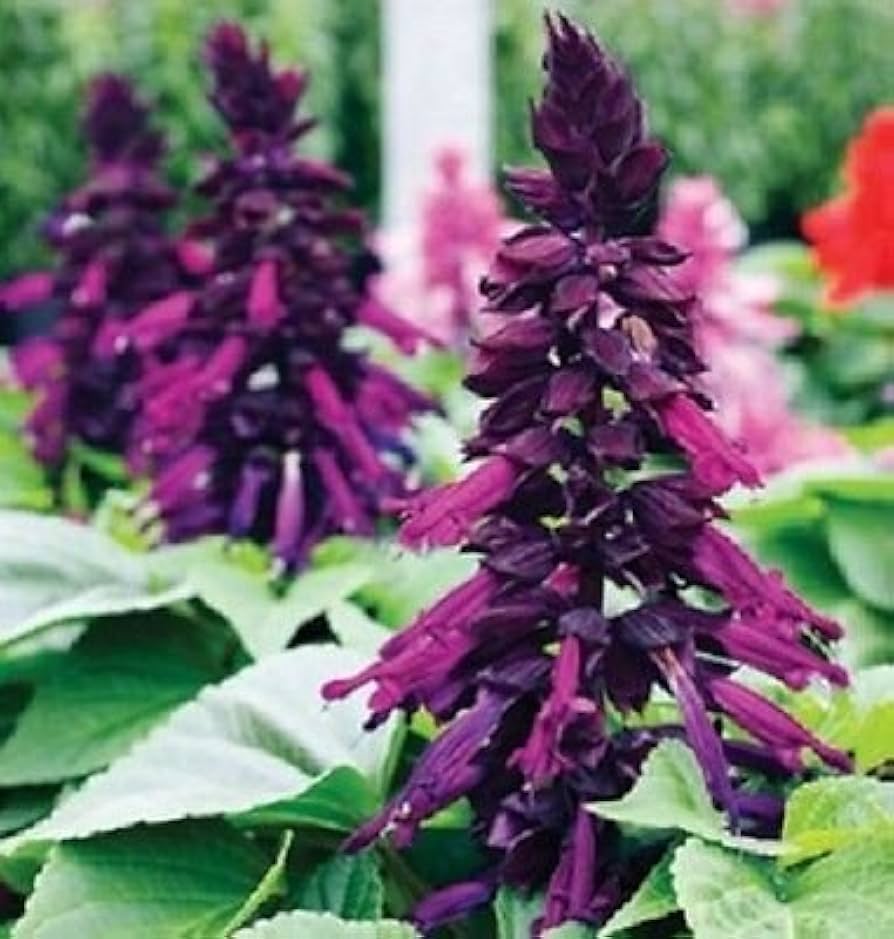 Salvia Salsa Lila Samen – Bi- trockenheitsverträglich Sage mehrjährig Blumen
