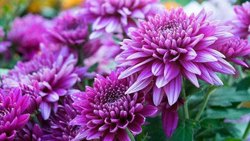 tief Lila Chrysantheme Blumensamen zur Aussaat – Bestäuber freundlich – Traditionssorte & ohne Gentechnik Samen Hausgarten
