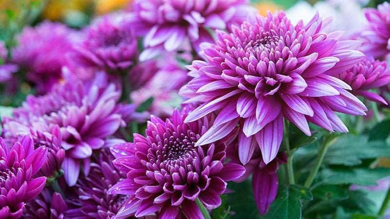 tief Lila Chrysantheme Blumensamen zur Aussaat – Bestäuber freundlich – Traditionssorte & ohne Gentechnik Samen Hausgarten
