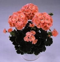 Orange geranium zonal blume samen for anpflanzung - sun loving, heirloom & gmo free samen for home garten
 
 sale samen for home garten