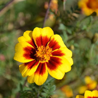 Patula Blumensamen zur Aussaat lang Blüte Saison Traditionssorte & ohne Gentechnik Samen Hausgarten