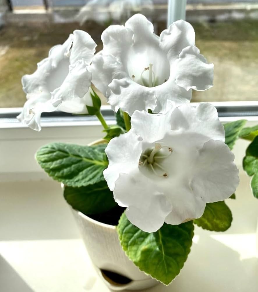 Weiß Gloxinie Blumensamen Blumensamen zur Aussaat leuchtend Blüten Traditionssorte & ohne Gentechnik Samen Hausgarten