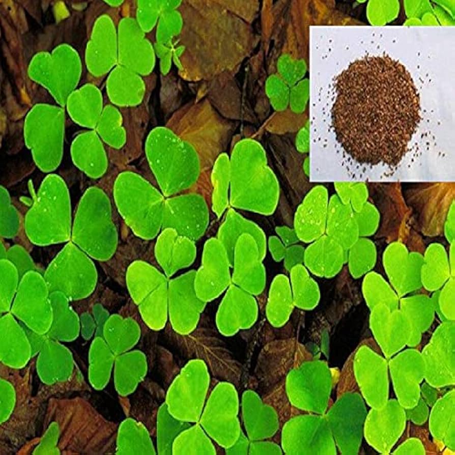 four leaf clover grass samen für lucky garden greenery