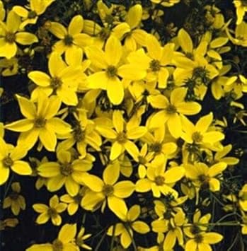 Gelb bidens sunshine blume samen for anpflanzung - vibrant colors, heirloom & gmo free samen for home garten
 
 sale samen for home garten