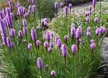 Lila liatris spicata blume samen for anpflanzung - low maintenance, heirloom & gmo free samen for home garten
 
 sale for anpflanzung in home garten