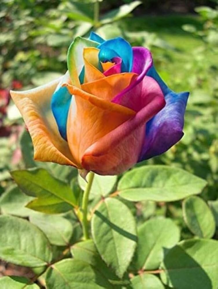 Violett MultiColor Rose Blumensamen zur Aussaat Anzucht Traditionssorte & ohne Gentechnik Samen Hausgarten