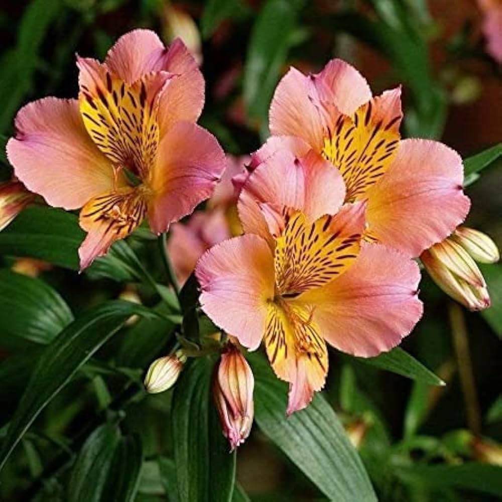 Peruvian Lilie Alstroemeria spp Gemischt Blumensamen zur Aussaat Garten und Blume Beet