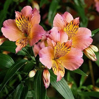 Peruvian Lilie Alstroemeria spp Gemischt Blumensamen zur Aussaat Garten und Blume Beet