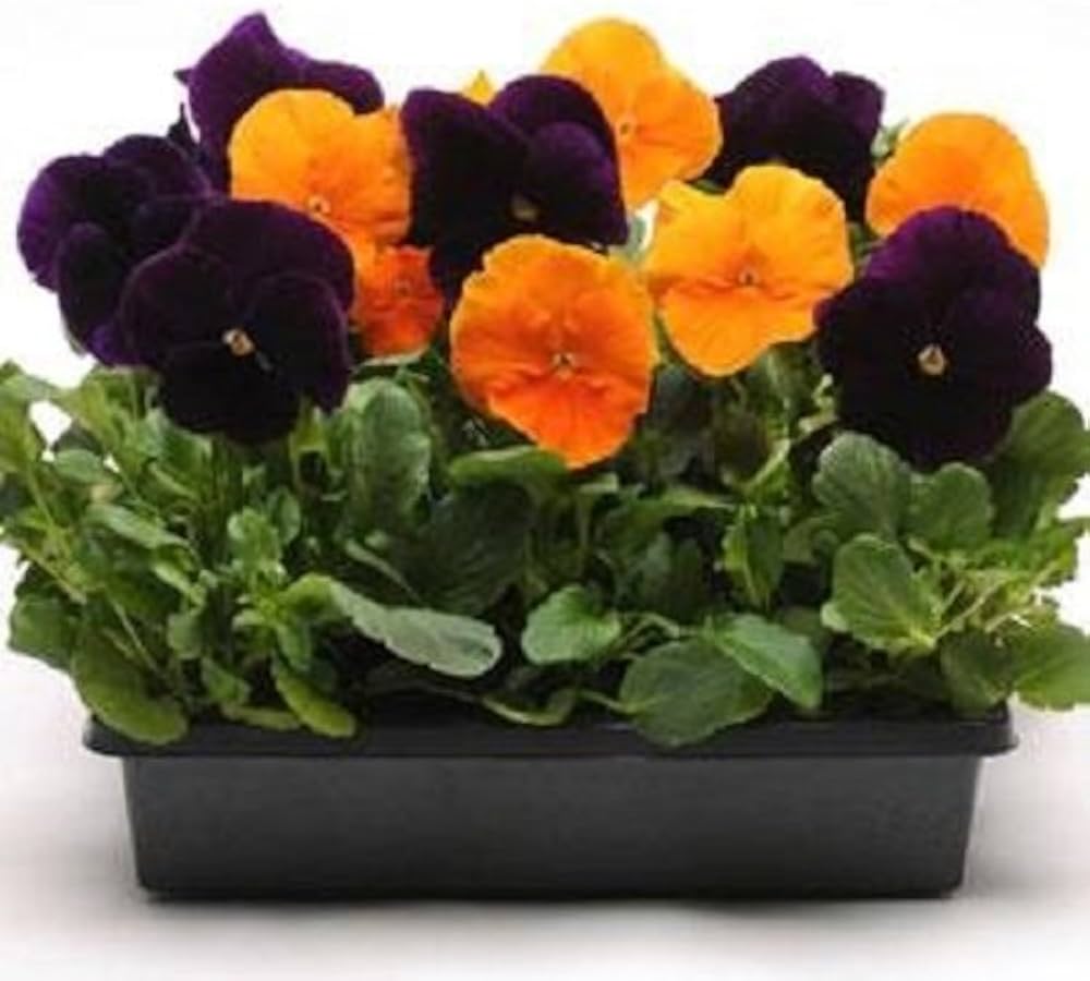 Halloween Mischung Stiefmütterchen Samen zur Aussaat Blume Beet