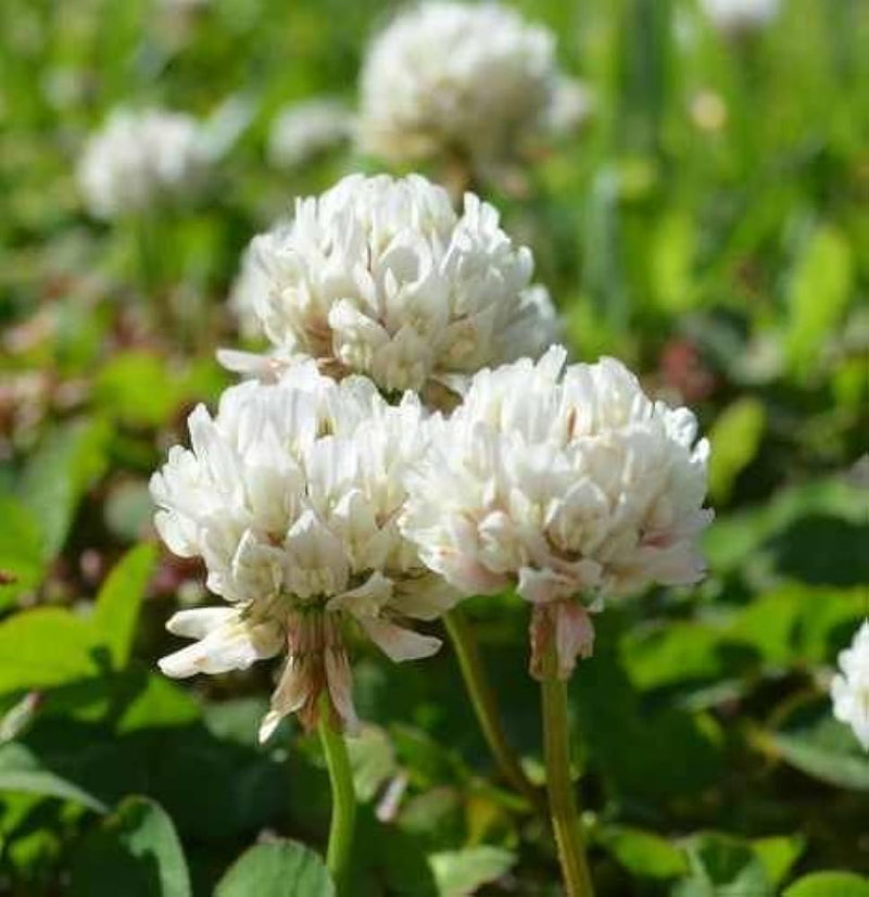 Dutch Clover Blumensamen zur Aussaat Landhaus Garten wichtig Traditionssorte & ohne Gentechnik Samen Hausgarten
