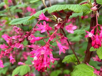 Rosa Ribes Sanguineum Blumensamen zur Aussaat – ideal Rabatten – Traditionssorte & ohne Gentechnik Samen Hausgarten