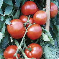 Bella rosa tomato solanum lycopersicum für aussaat in gemüse patch