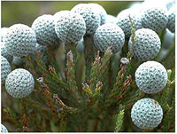 Silver Brunia Brunia Albiflora Blumensamen