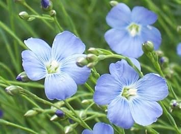 Blau linum blume samen for anpflanzung - cut blume favorite, heirloom & gmo free samen for home garten
 
 sale for anpflanzung in home garten