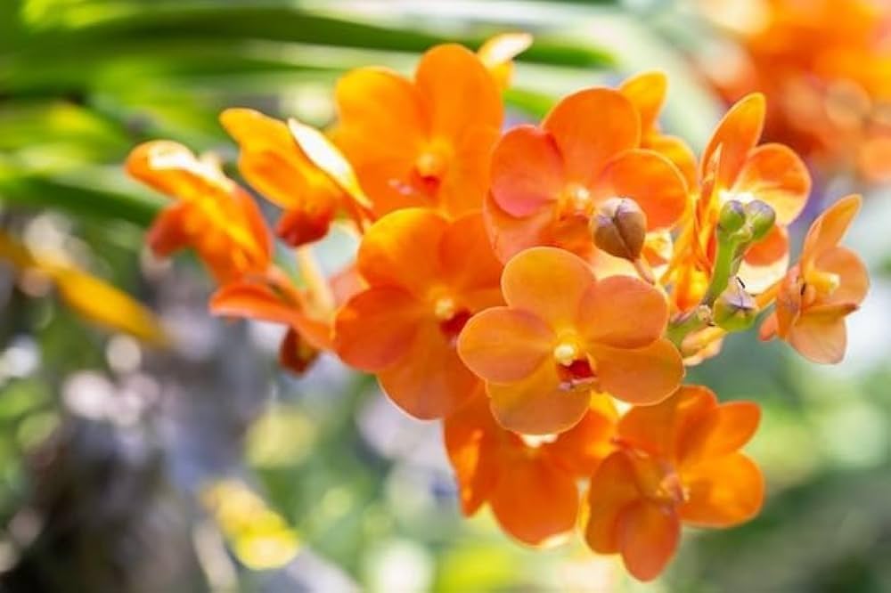 Orange bell orchid samen blume samen for anpflanzung - hardy variety, heirloom & gmo free samen for home garten
 
 sale samen for anpflanzung in home garten