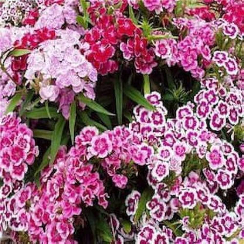 French Nelke einjährig Frills Samen zur Aussaat Blume Beet