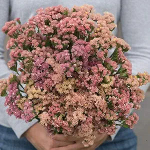Apricot Statice Blumensamen elegant Dried Blumen