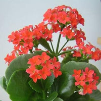 Orange kalanchoe blume samen for anpflanzung - cottage garten essential, heirloom & gmo free samen for home garten
 
 sale for anpflanzung in home garten