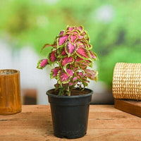 Buntnessel Semi Jazz Rosa Pflanze Samen zur Aussaat Blume Beet