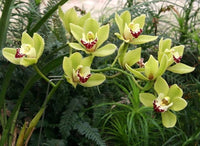 zart Grün Schmetterlingsorchidee Orchidee Blumensamen zur Aussaat – Drought verträglich – Traditionssorte & ohne Gentechnik Samen Hausgarten