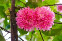 Dombeya Rosa Blumensamen zur Aussaat – leuchtend Blüten für Ihren Garten