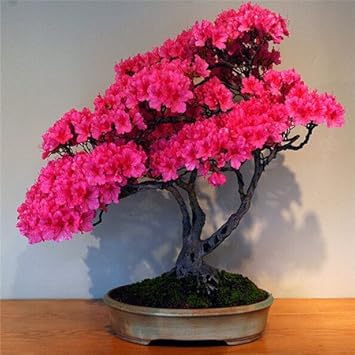Rosa azalea perennial blume samen for anpflanzung - seasonal bloomer, heirloom & gmo free samen for home garten
 
 sale samen for home garten