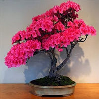 Rosa azalea perennial blume samen for anpflanzung - seasonal bloomer, heirloom & gmo free samen for home garten
 
 sale samen for home garten