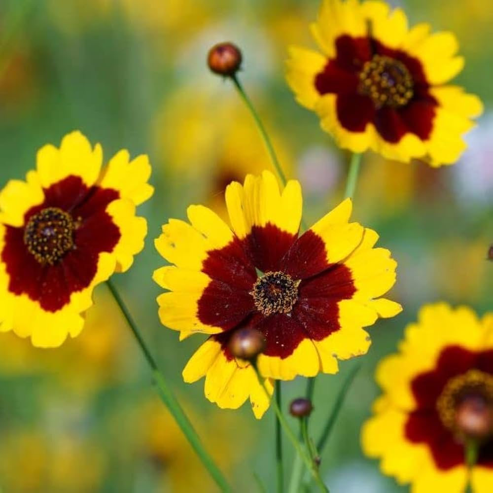 Coreopsis Mischung Samen zur Aussaat leuchtend Sommer Wildblume Gärten