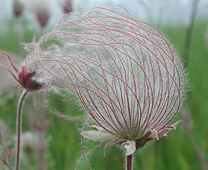 Prairie smoke geum triflorum blume samen