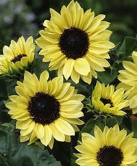 Vanilla Ice Sonnenblume lang-Lasting einjährig Samen Sunflowers Garten
