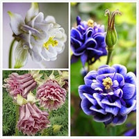 Mixed aquilegia blume samen for anpflanzung - perfect for borders, heirloom & gmo free samen for home garten
 
 sale for anpflanzung in home garten