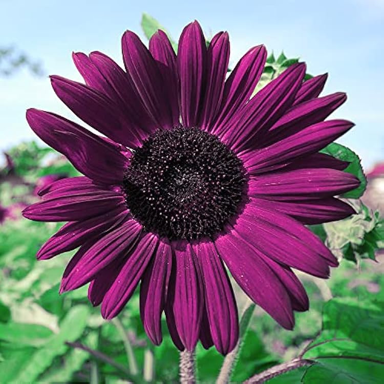 tief Lila Sonnenblume Blumensamen zur Aussaat – Landhaus Garten wichtig – Traditionssorte & ohne Gentechnik Samen Hausgarten